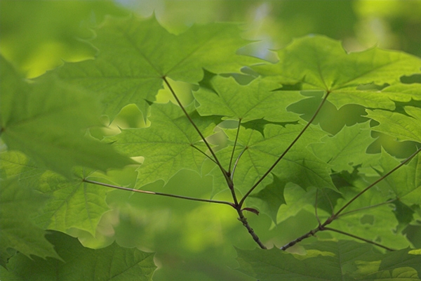 Springtime Sycamore.