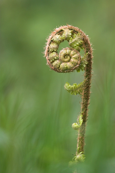 Unfolding Fern.