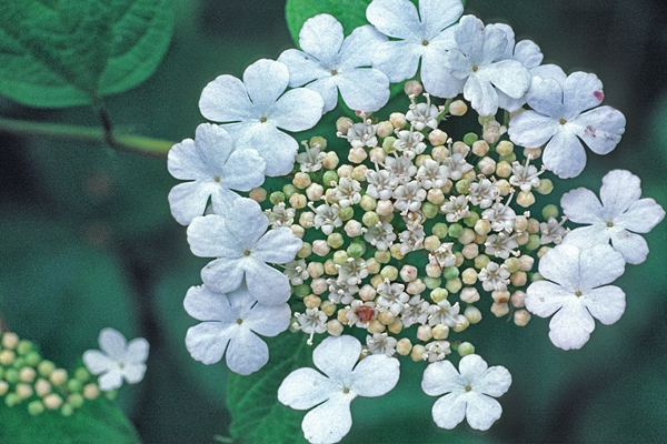 Guelder Rose.