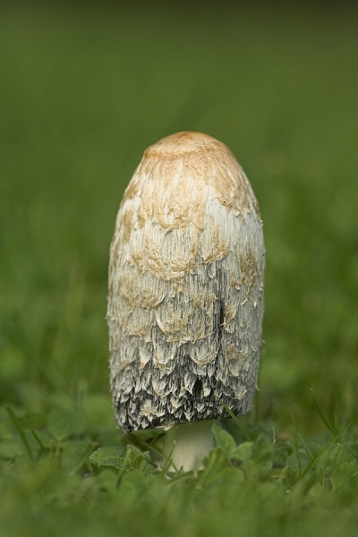 Shaggy Inkcap.