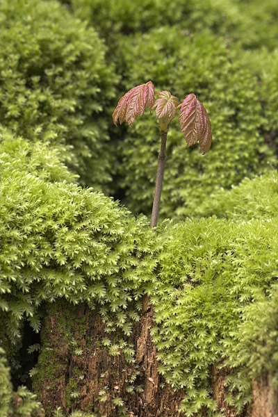 Sycamore sapling.25.04.'10.