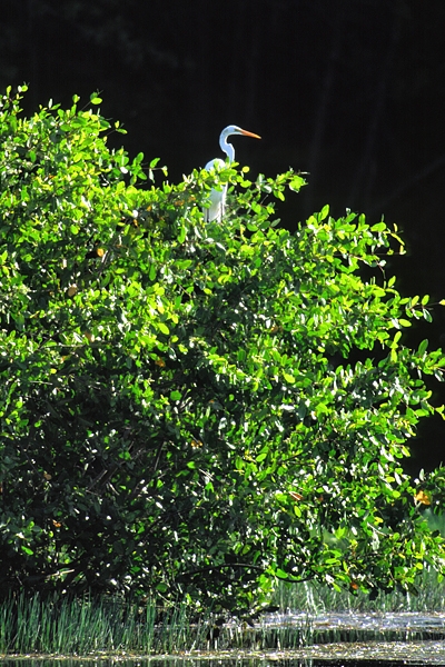 Great White Egret.