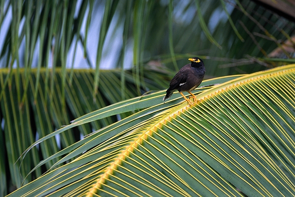 Mynah Bird.