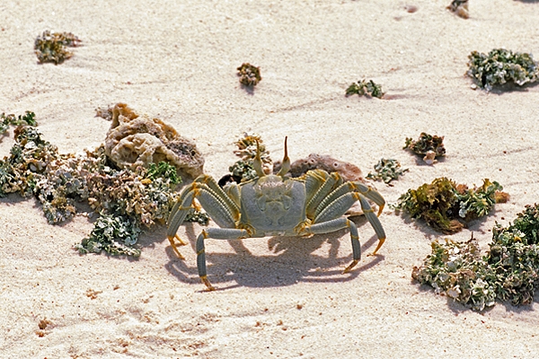 Seychelles Crab.