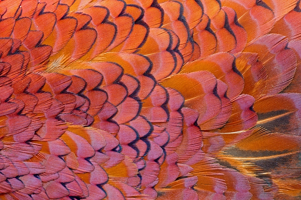 Cock Pheasant feather detail 8. Mar '11.