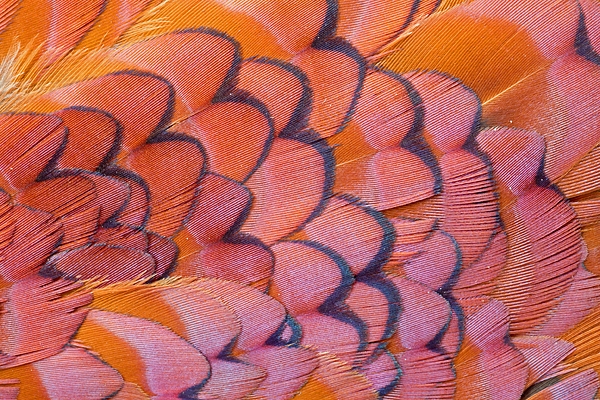 Cock Pheasant feather detail 9. Mar '11.