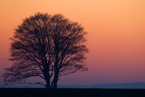 Sunset Tree. Jan '12.