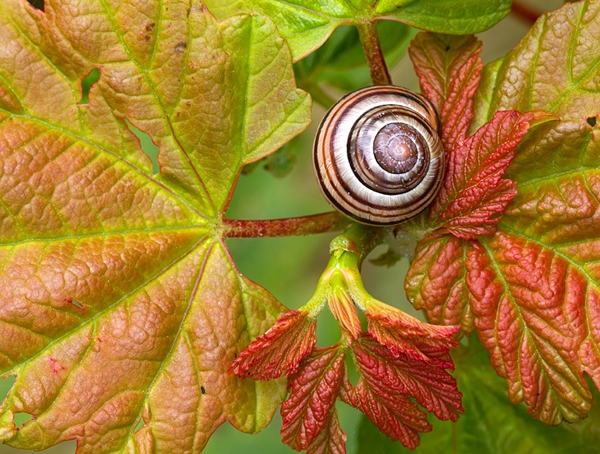 Banded Snail. July '12. 