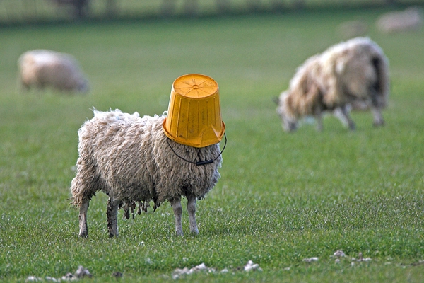 Bucket Head.