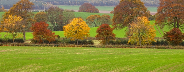 Autumn Trees.Oct '13.