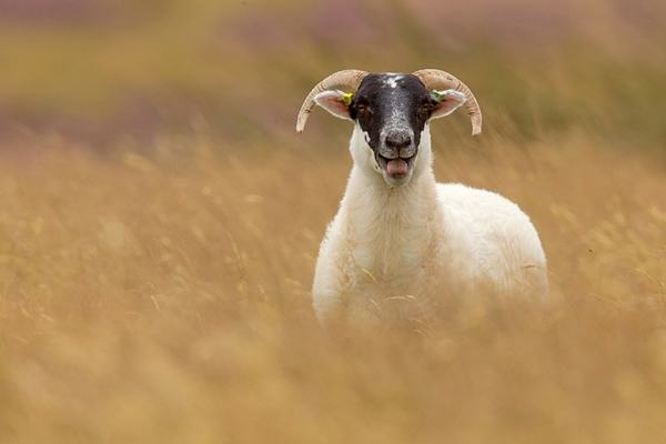 Black faced sheep in the Lammermuirs. Aug. '14.