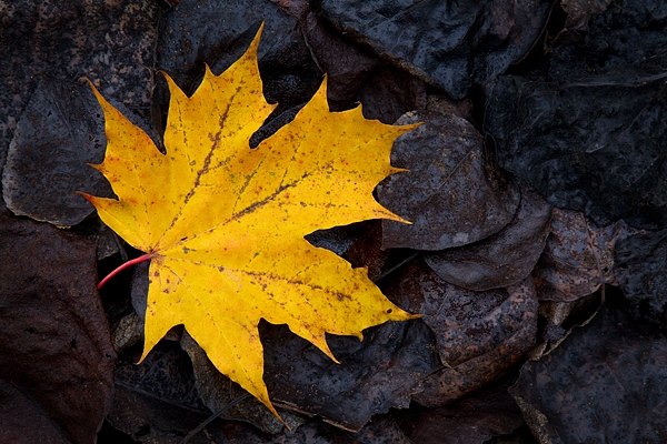 Autumnal leaf 3. Oct. '14.