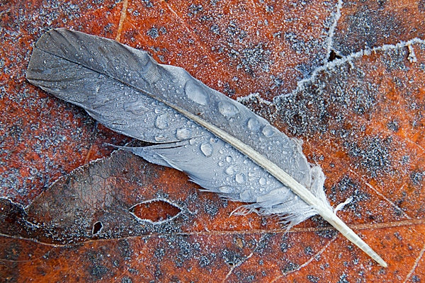 Pigeon feather on frosted leaves.Dec.'14