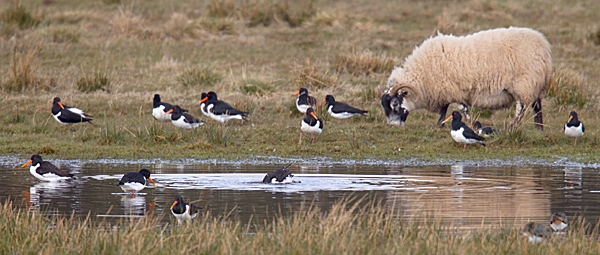 Oystercatchers and the sheep. Mar. '15.