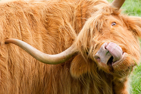 Highland Coo. Aug.'15.