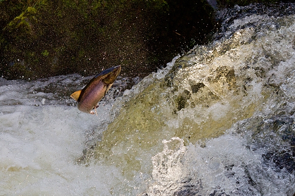 Backlit leaping Salmon. Oct. '15.