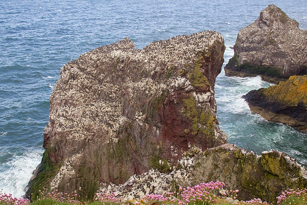 St.Abbs sea stacks. May.'16.