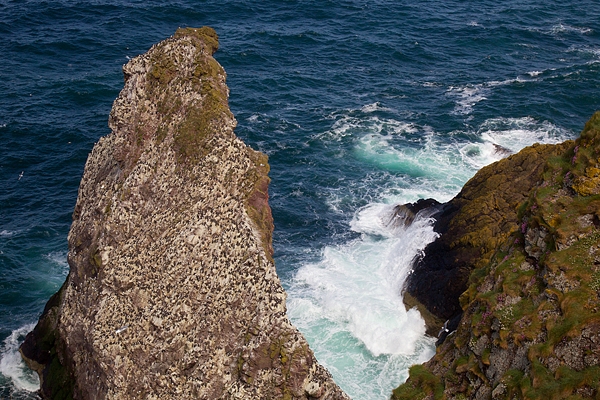 St.Abbs sea stack. May.'16.