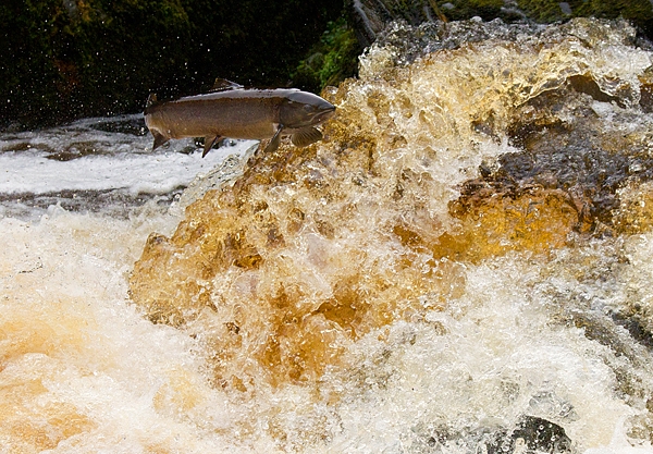 Leaping Salmon 3. Oct. '16.
