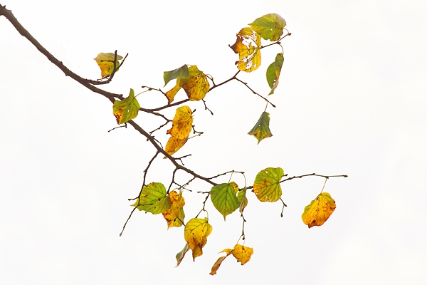 Autumn leaves. Oct. '16.