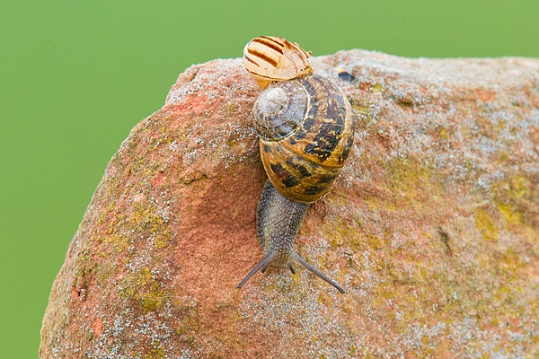 Garden snail on lichen covered red rock. June '17.