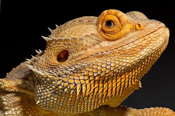 Bearded Dragon portrait. Oct. '17.