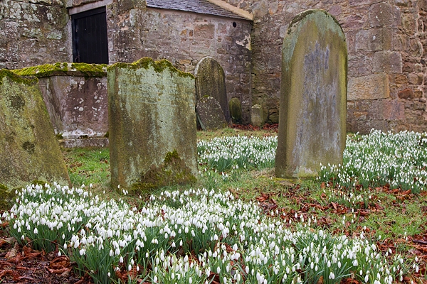 Doddington churchyard snowdrops. Feb '18.
