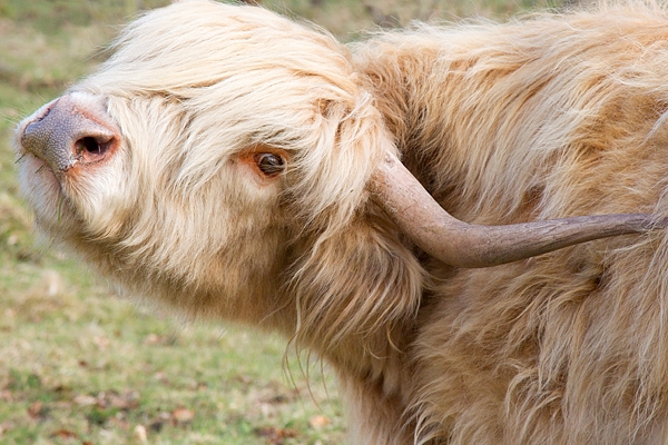 Blondie Highland Coo. Mar '18.