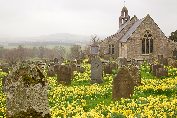 Ford church daffodils. Apr '18.