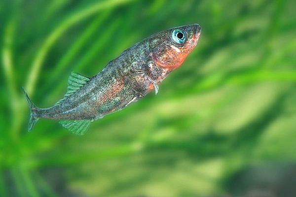 3 Spined Stickleback.