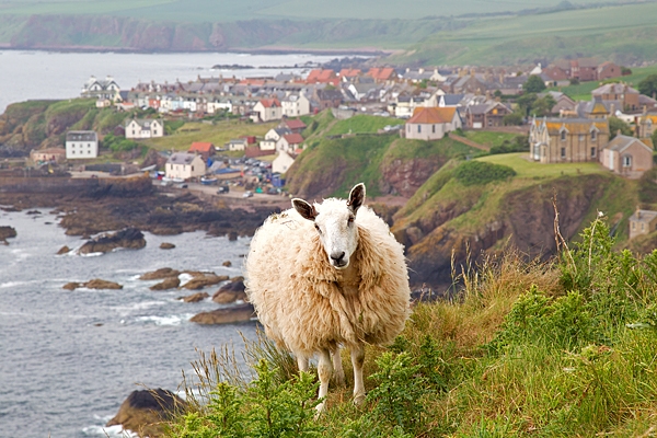 Sheepy St.Abbs. June '18.