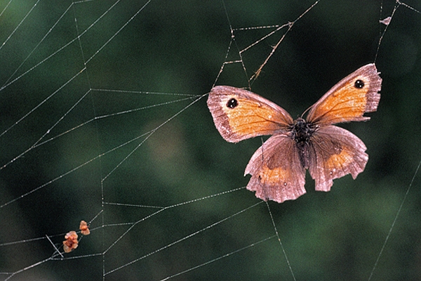 Hedge Brown caught in web.