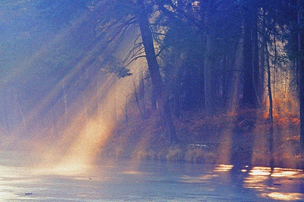 Sunlight thru trees.