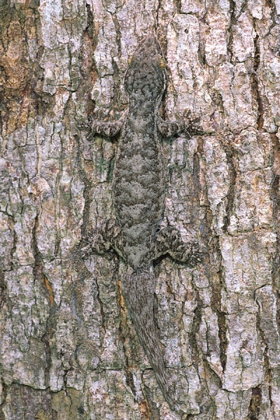 Tobago Skink.