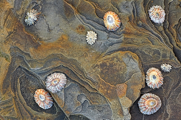 Limpet Shells.