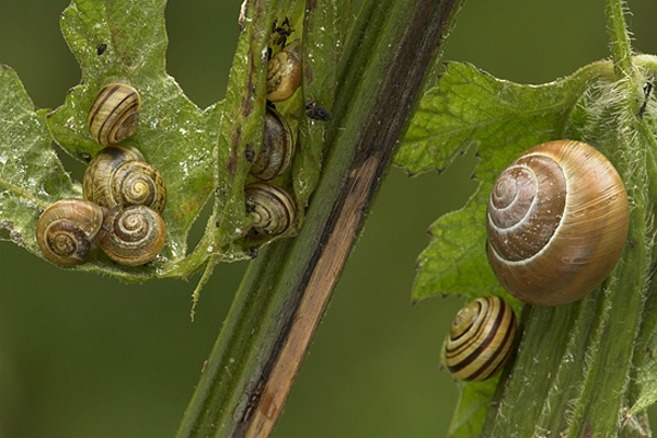 Banded Snails.