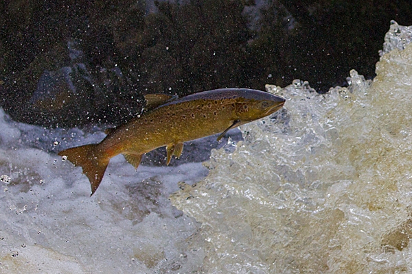 Leaping Salmon 2. Oct. '20.