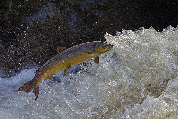 Leaping Salmon 1. Oct. '20.