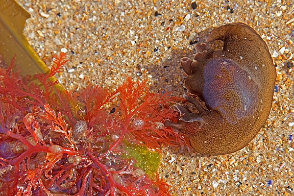 Sea Hare 3. Aug. '22