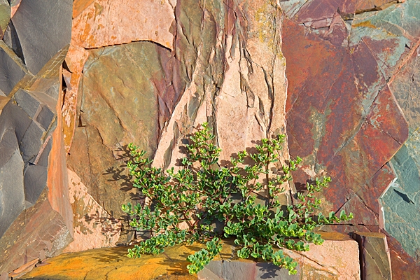 Eyemouth rocks and plant. Aug. '22.