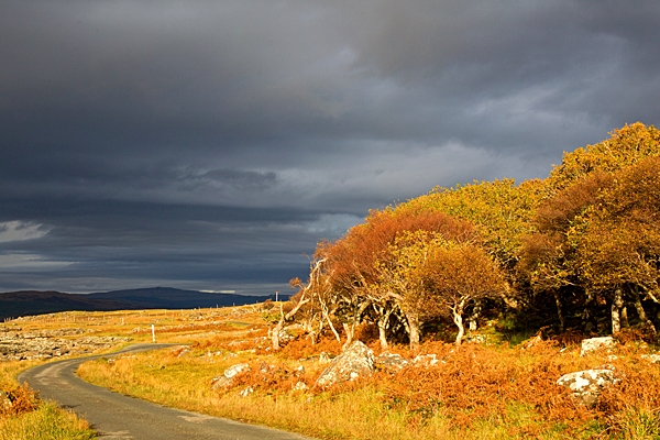 Loch na Keal trees and sky. Oct. '22.