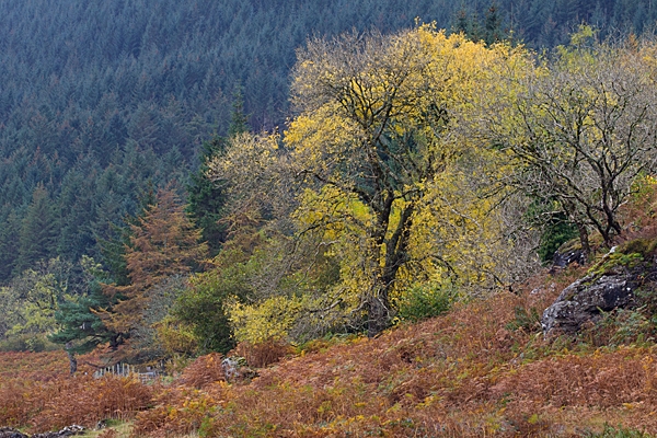 Loch Beg,Ben More trees. Oct. '22.