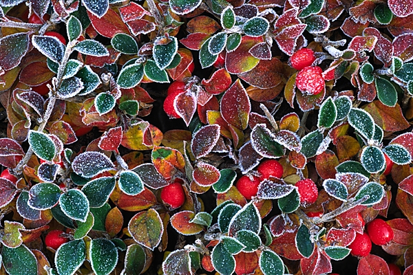 Frosted Hedge.