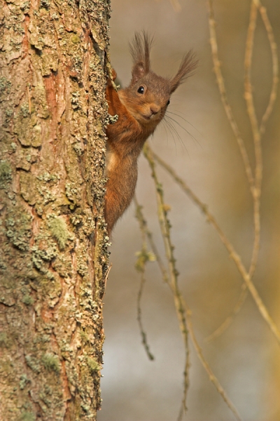 Red Squirrel on larch tree.