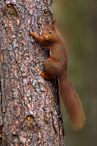 Red Squirrel climbing pine trunk