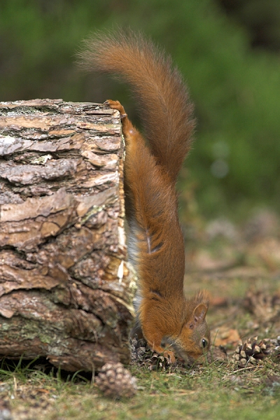 Red Squirrel gymnastics