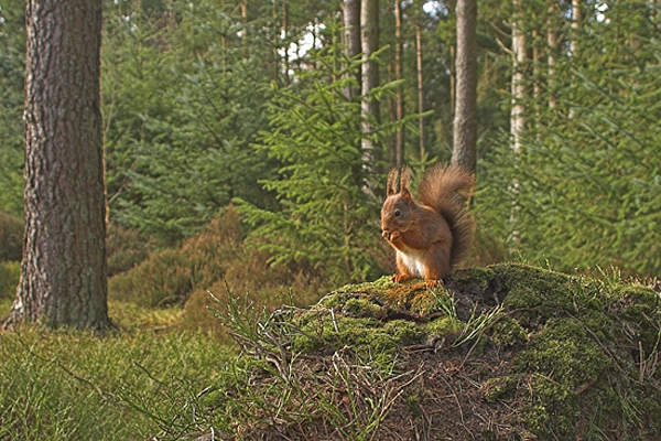 Red Squirrel in habitat.