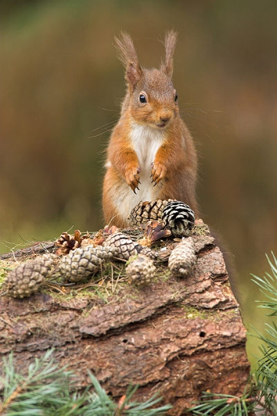 Red Squirrel and fir cones.