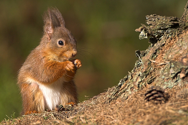 Red Squirrel at base of pine.