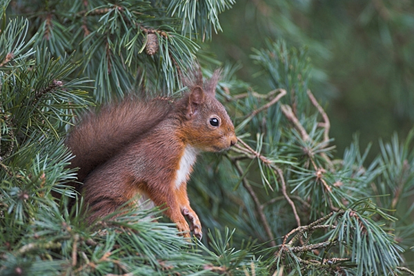 Red Squirrel sat in amongst scots pine needles.